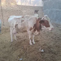 گاوشیری