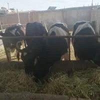 تلیسه آبستن درجه یک
