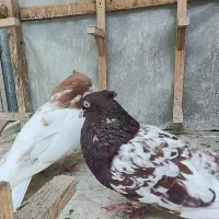 نرو ماده درجه ۱