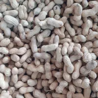 3.5 هکتار زمین جای سیر به بادام زمینی و ذرت علوفه