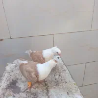 کفتر جوجه کلاغ کرواتی طوقی زرد کرمونی
