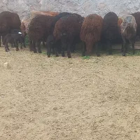 بره نرپای پروار