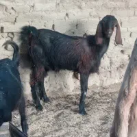 فروشی‌