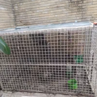 گنجه. قفس. کبوتر. طوقی