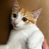 سلام گربه شناسنامه دار باوسایل  نر دوماهه