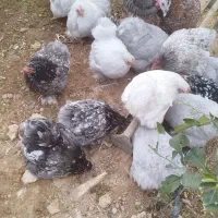 .جوجه کوشین .تخم‌نطفه دار