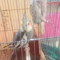 عروس هلندی بالق با  یک جوجه
