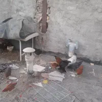 جوجه|حیوانات مزرعه|مشهد, نوده|دیوار