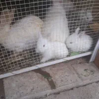 ۱ جفت خرگوش نر و ماده