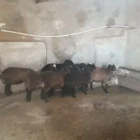 ۹راس بره نر همو وهترو شیرمست