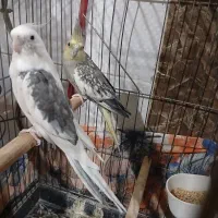 باسلام یه جفت عروس هلندی نروماده برای فروش