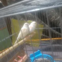 فروش قناری سفید صدفی
