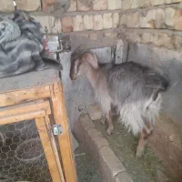 دو عدد بز نر وماده