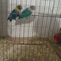 نرو ماده کوتوله خوشرنگ