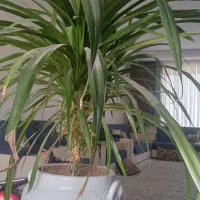 گل  طبیعی با گلدان