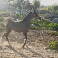 کره کنز مادر کره امیراشرف
