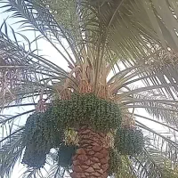 توضیحات بخونید ممنون