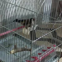 سهره باغی 3ماه قفس حلب