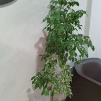 سه تا گل همه با هم