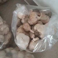 سیر تازه محلی