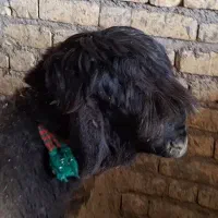 بره قوچی درجه یک