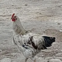 چند تایی خروس  خوب برای فرو ش دارم قیمت توافقی