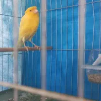 قناری نر مست