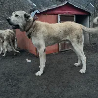 سگ پژدر عراقی خراسانی