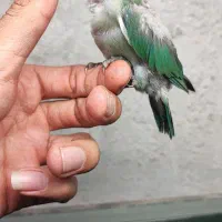 کوتوله
