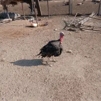 مرغ و غاز