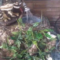 آبنما.خانگی