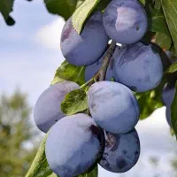 انواع نهال میوه با نژاد های مختلف و برتر ضمانتی