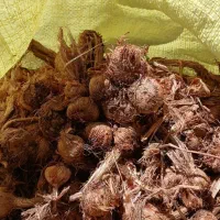 پیاز زعفران تربت بدون قارچ و کنه