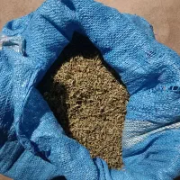 پودر کلی اوتی یا کاکوتی آویشن کوهی