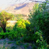 باغ انگور  آب سر باغ  روستای طاهره خاتون