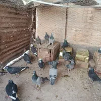 کبوتر|حیوانات|رفسنجان, |دیوار