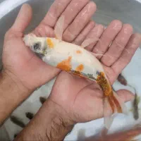 ماهی کوی