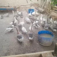 بوقلمون غاز به قیمت