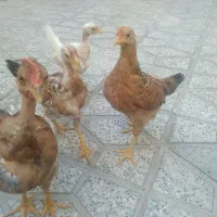 مرغ