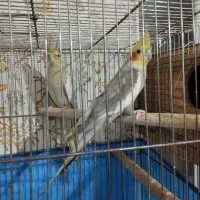 جفت عروس هلندی