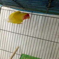 طوطی کوتوله