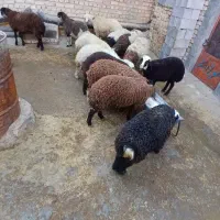 ۱۳راس بره افشاری ودورگ