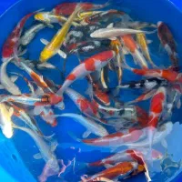 انواع ماهی کوی