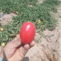گوجه فرنگی