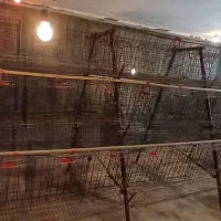 قفس مرغ تخمگذار هرمی ۳ طبقه
