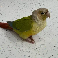 طوطی گرینچیک