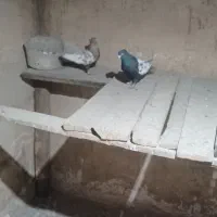 کبوتر سینه ای