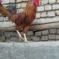 خروس