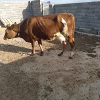 تلیسه جرسی با گوساله