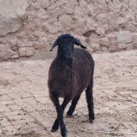 فروش یک راس بره نر